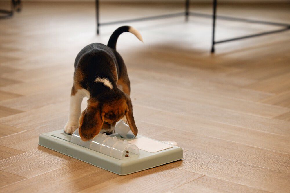 Beeztees Training denkspel - Puzzel - Puppyspeelgoed - Diverse kleuren - 7.8x36x26.5 cm