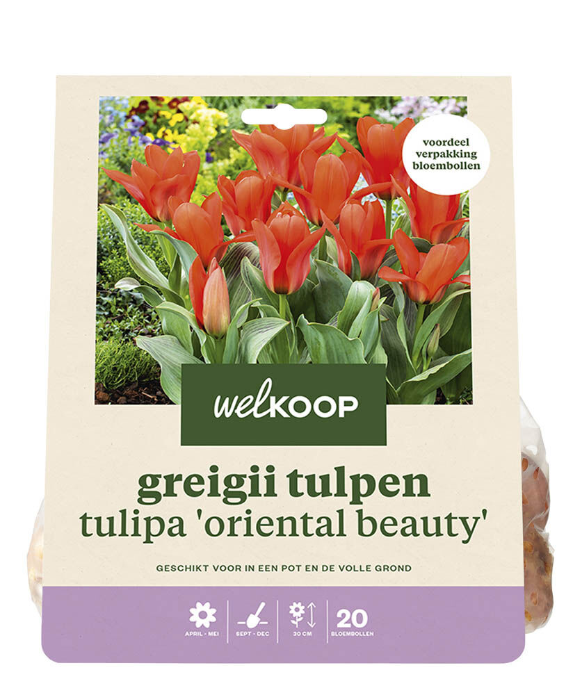 Welkoop Tulp Wendy - Bloembollen Welkoop Tulp Wendy - Bloembollen