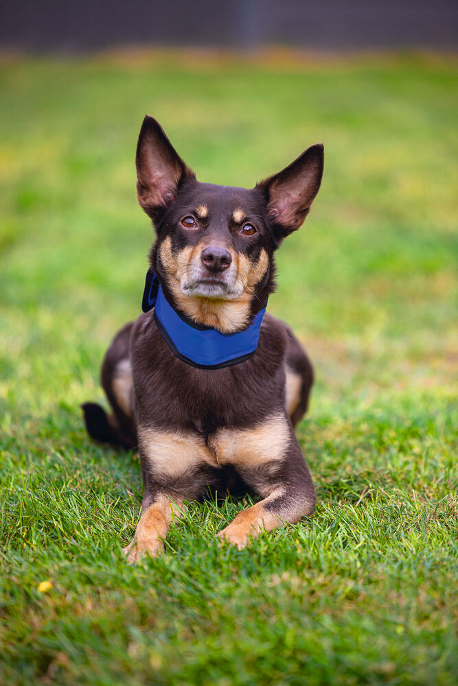 Beeztees Quick Cooler IZI - Halsbanden Hond - blauw - 44 tot 56 cm - 56 cm