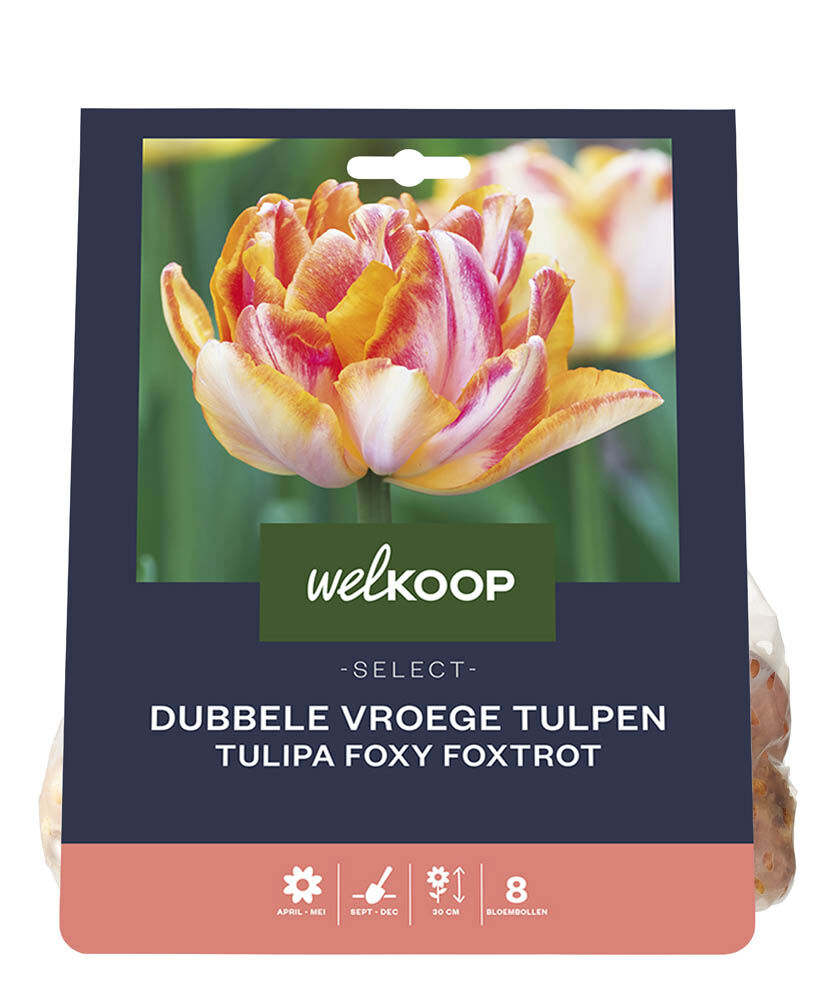 Welkoop Select Dubbele Tulp Ingrid - Bloembollen Welkoop Select Dubbele Tulp Ingrid - Bloembollen