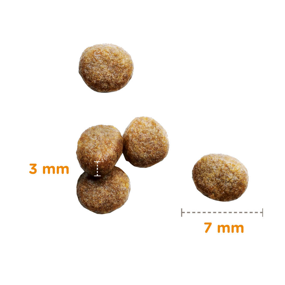 IAMS Kitten & Junior - Kattenvoer - 10 - kalkoen, kip