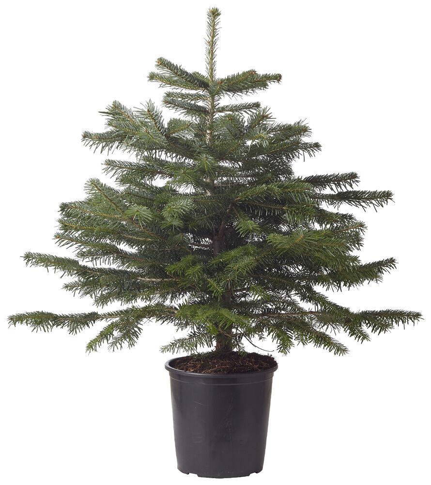 Nordmann in pot - Kerstboom - 75 cm Nordmann in pot - Kerstboom - 75 cm