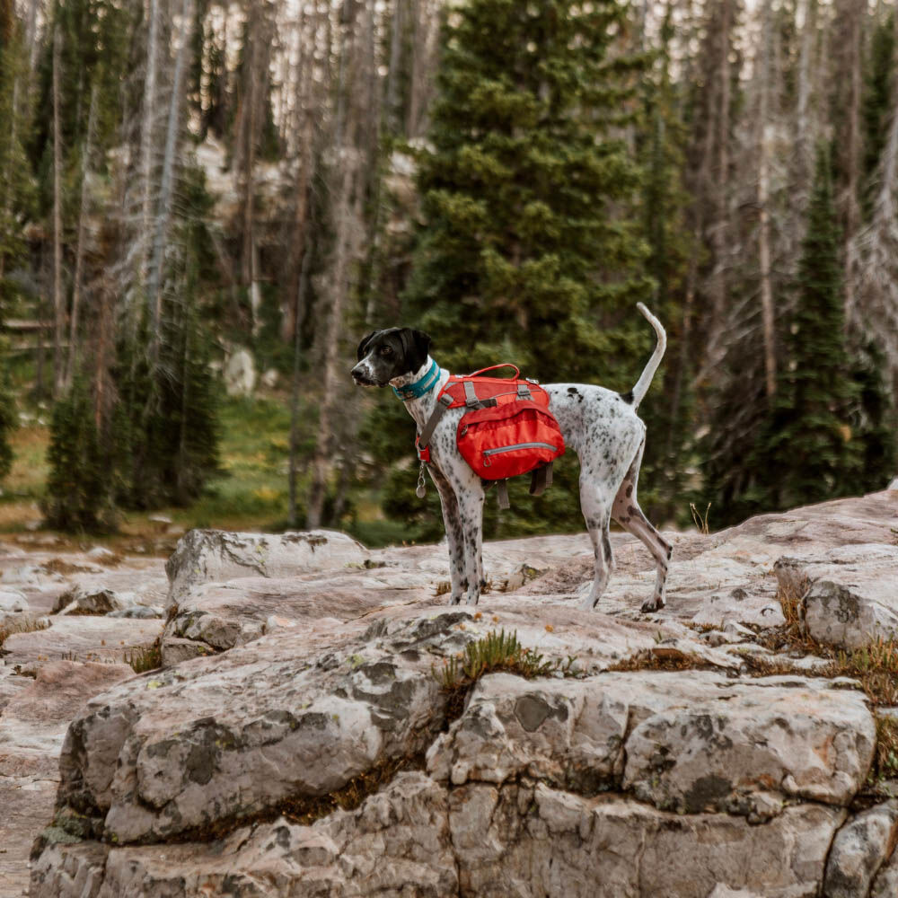 Kurgo Big Baxter Hondenrugzak - Reistas