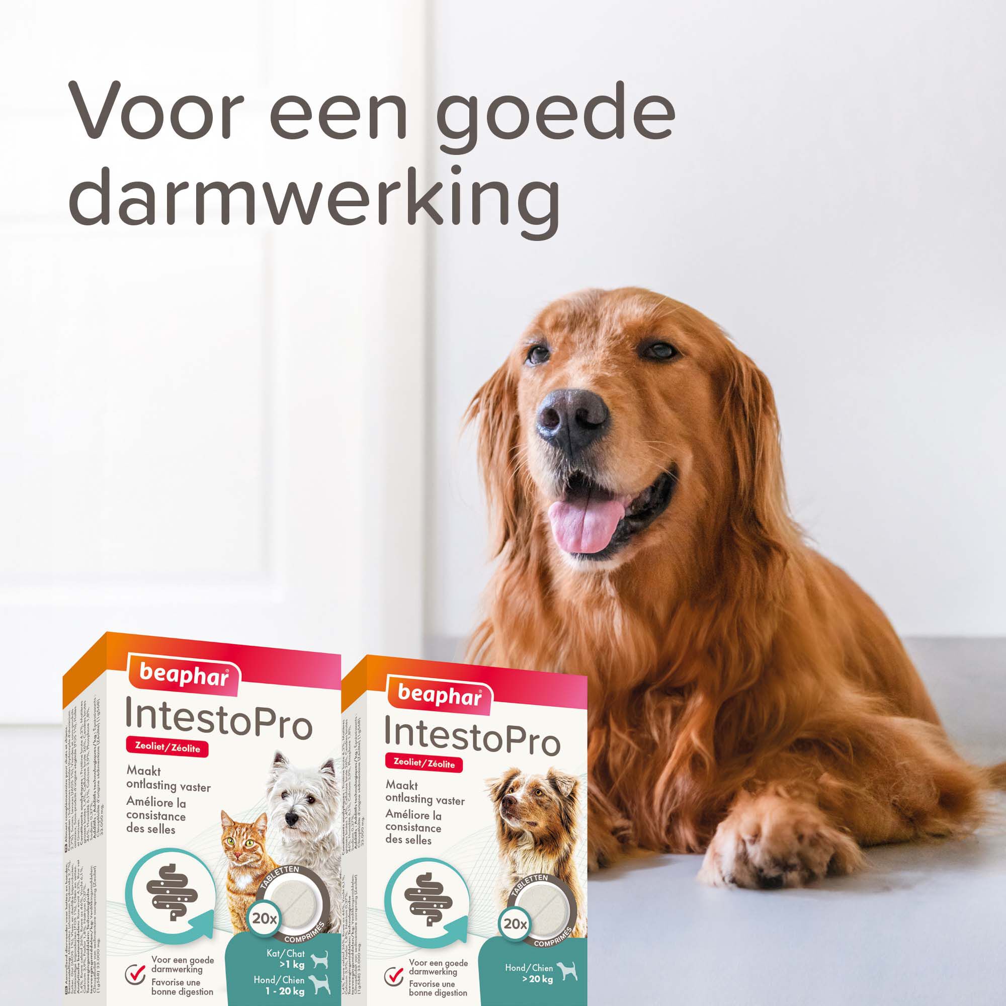 Beaphar IntestoPro Kat - Hond tot 20kg - Verlicht darmproblemen - S