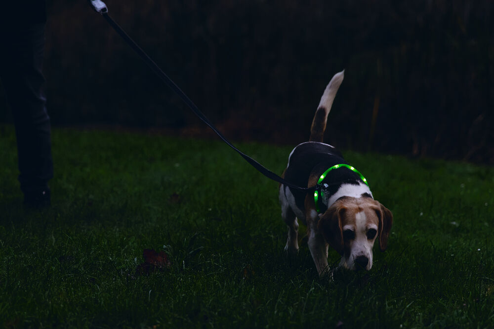 Beeztees Dogini USB - Lichtgevende Halsband  - Hond - 28.00 cm - groen - 10 mm - 20.00 cm - Medium - 70.00 cm