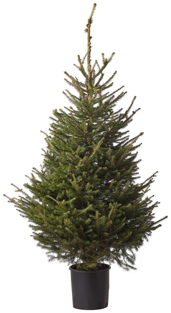 Fijnspar in pot - Kerstboom - 150 cm Fijnspar in pot - Kerstboom - 150 cm