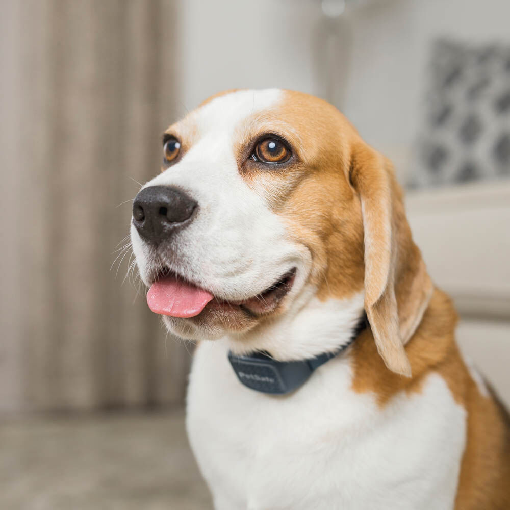 Petsafe - Anti blafhalsband - Hond - Blauw