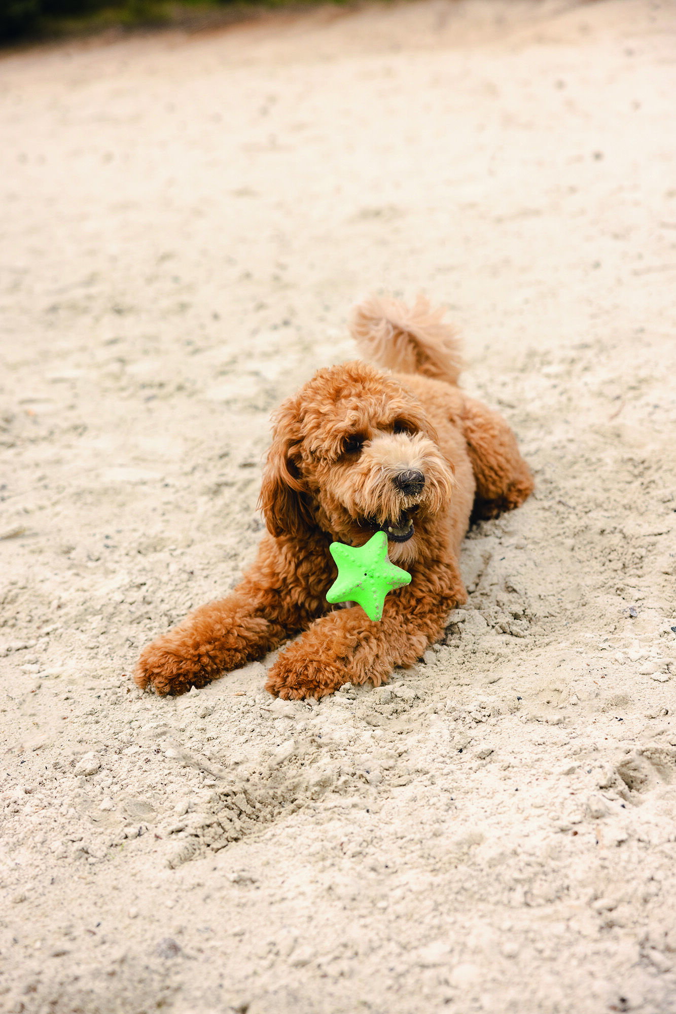 Beeztees Zeester - Waterspeelgoed Hond - assorti - 5x10x10 cm