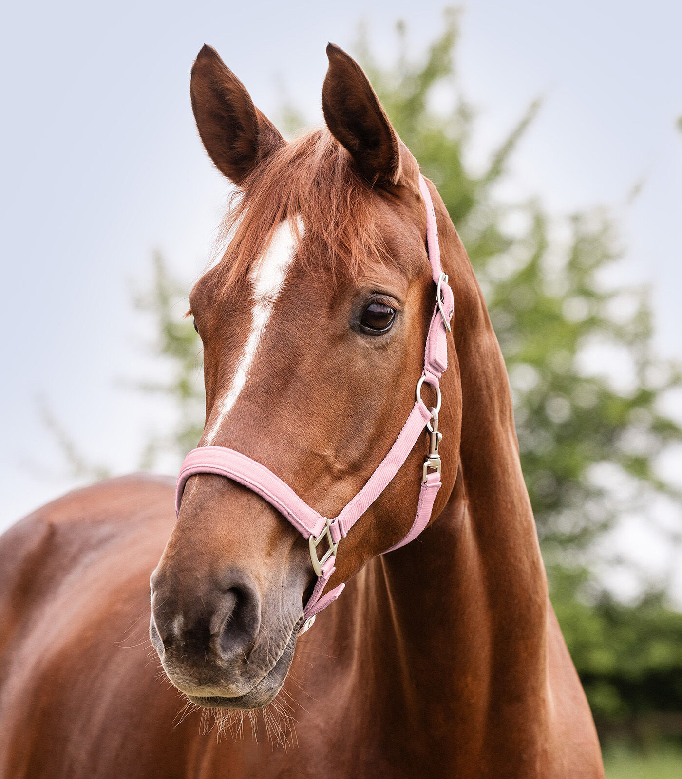 Waldhausen Luxe - Halster - Roze - Pony