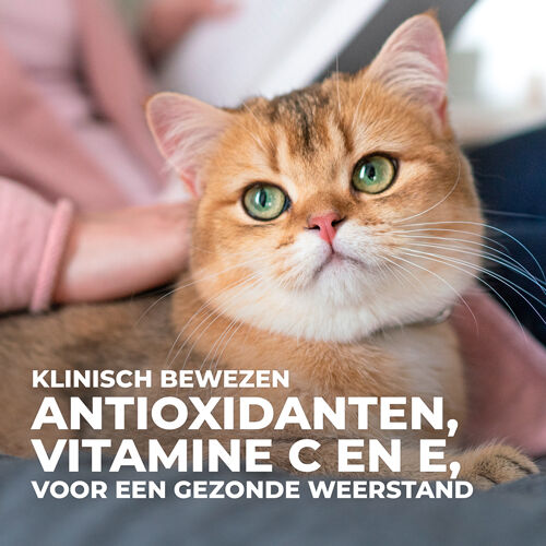 Hill's Science Plan Adult - Kattenvoer - Lam - 7 kg