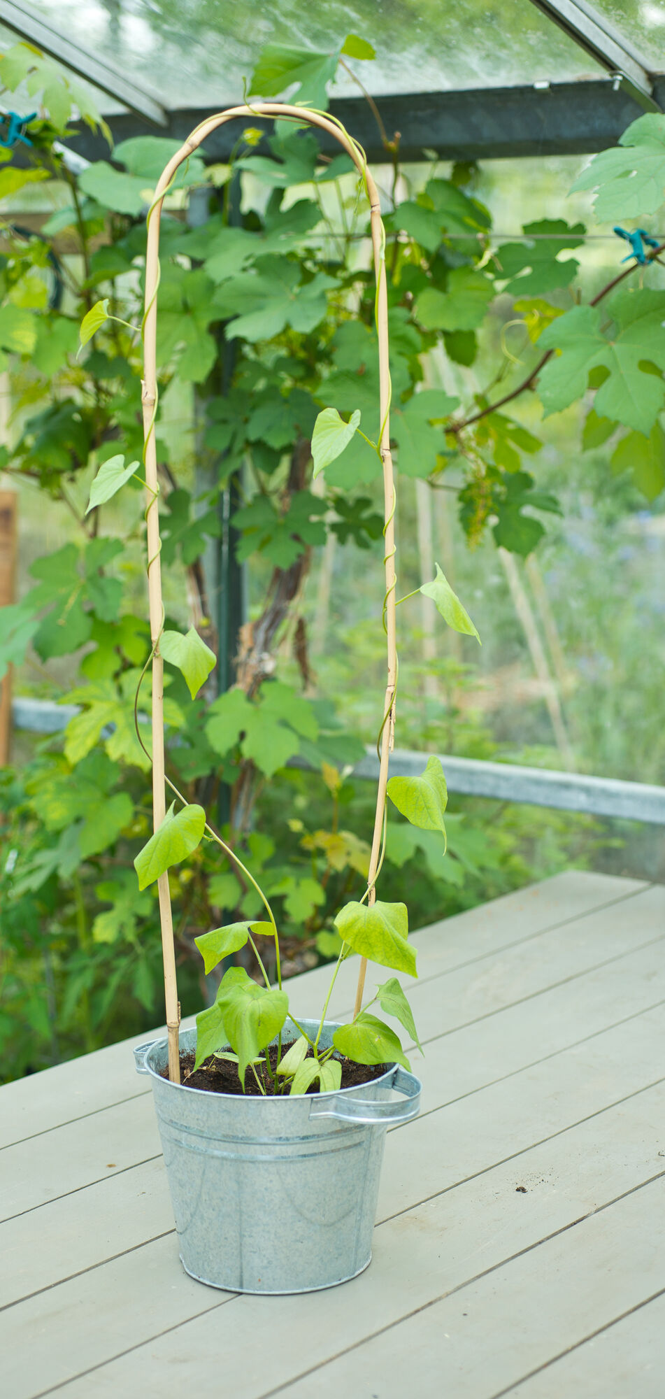 Nature Bamboestok Gebogen - Klim- en Geleide Artikelen - 180.00 cm - 4.00 cm - 1.00 cm - 180.00 cm - 6.00 cm