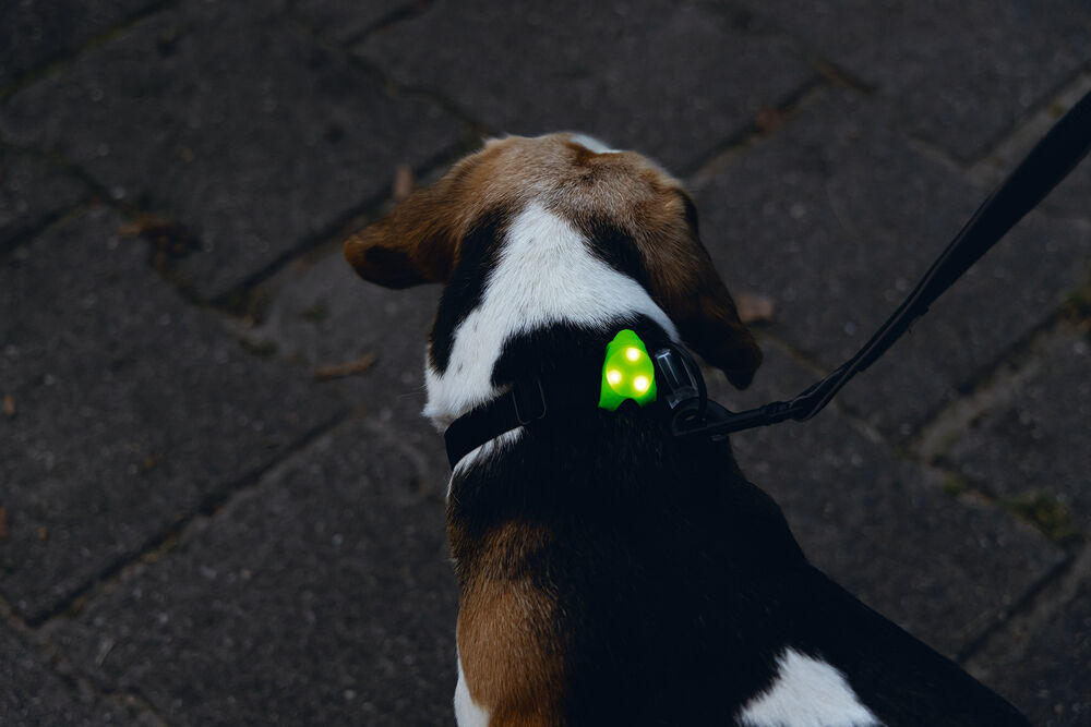 Beeztees - Veiligheidslampje - Hond - 1 stuk - assorti - 8 cm