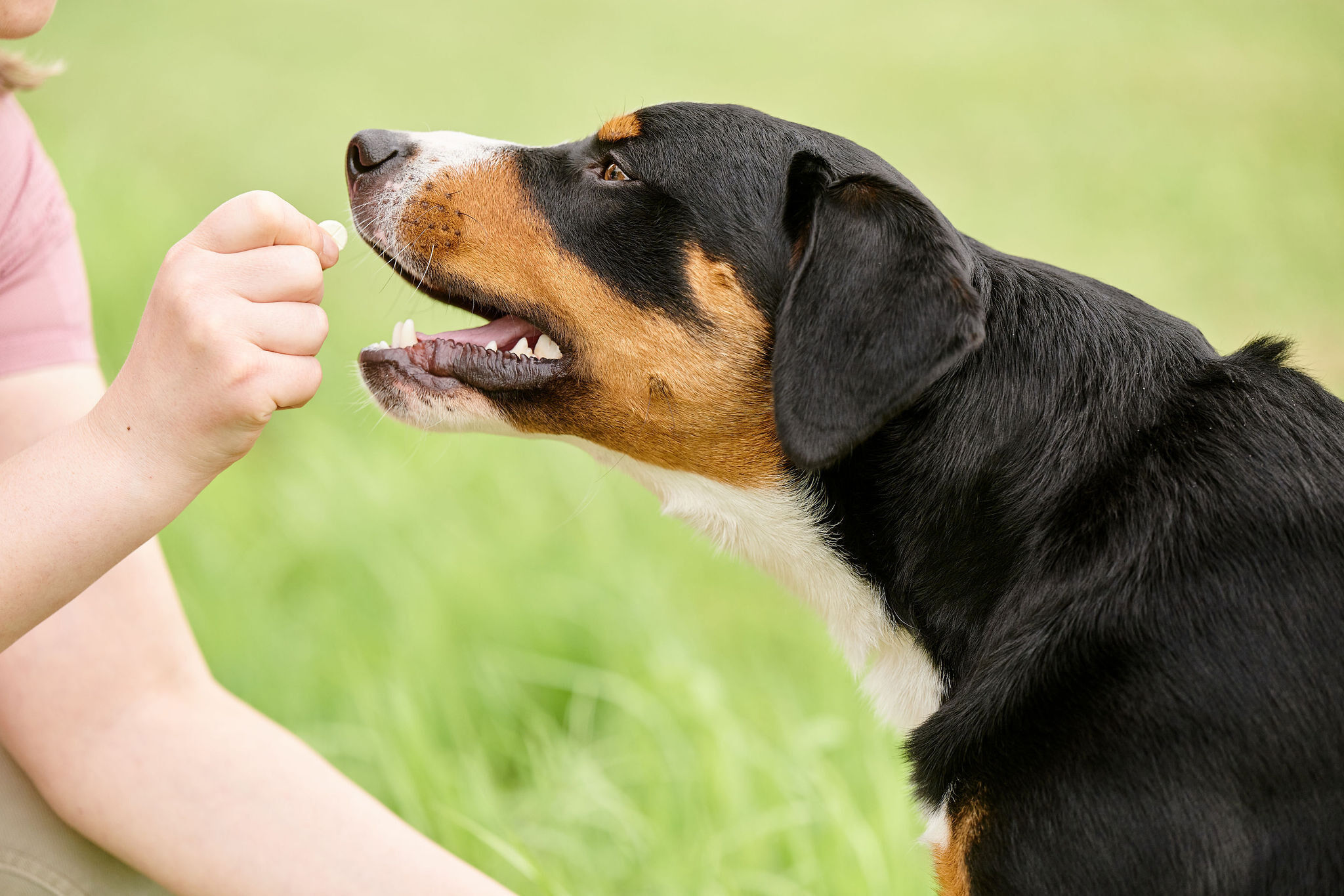 Beaphar Vlo Kill - Anti Vlooien - Tablet Hond