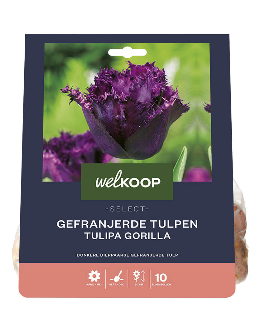 Welkoop Select Tulp Catharina - Bloembollen Welkoop Select Tulp Catharina - Bloembollen
