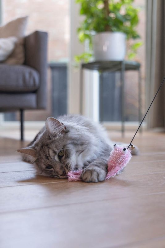 Beeztees Hengel Bory - Kattenspeeltje - Multi