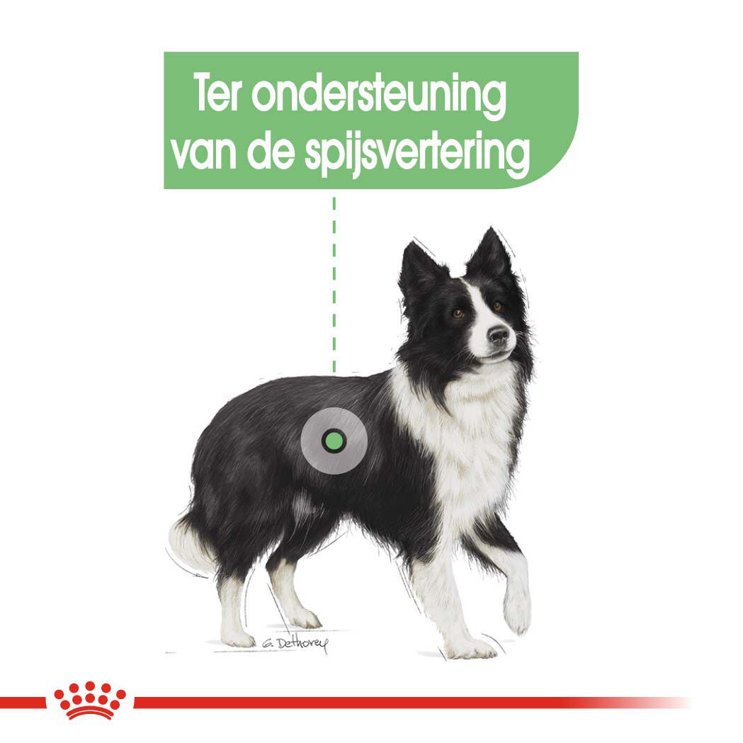 ROYAL CANIN Medium Digestive Care - Hondenvoer - 3 - gevogelte