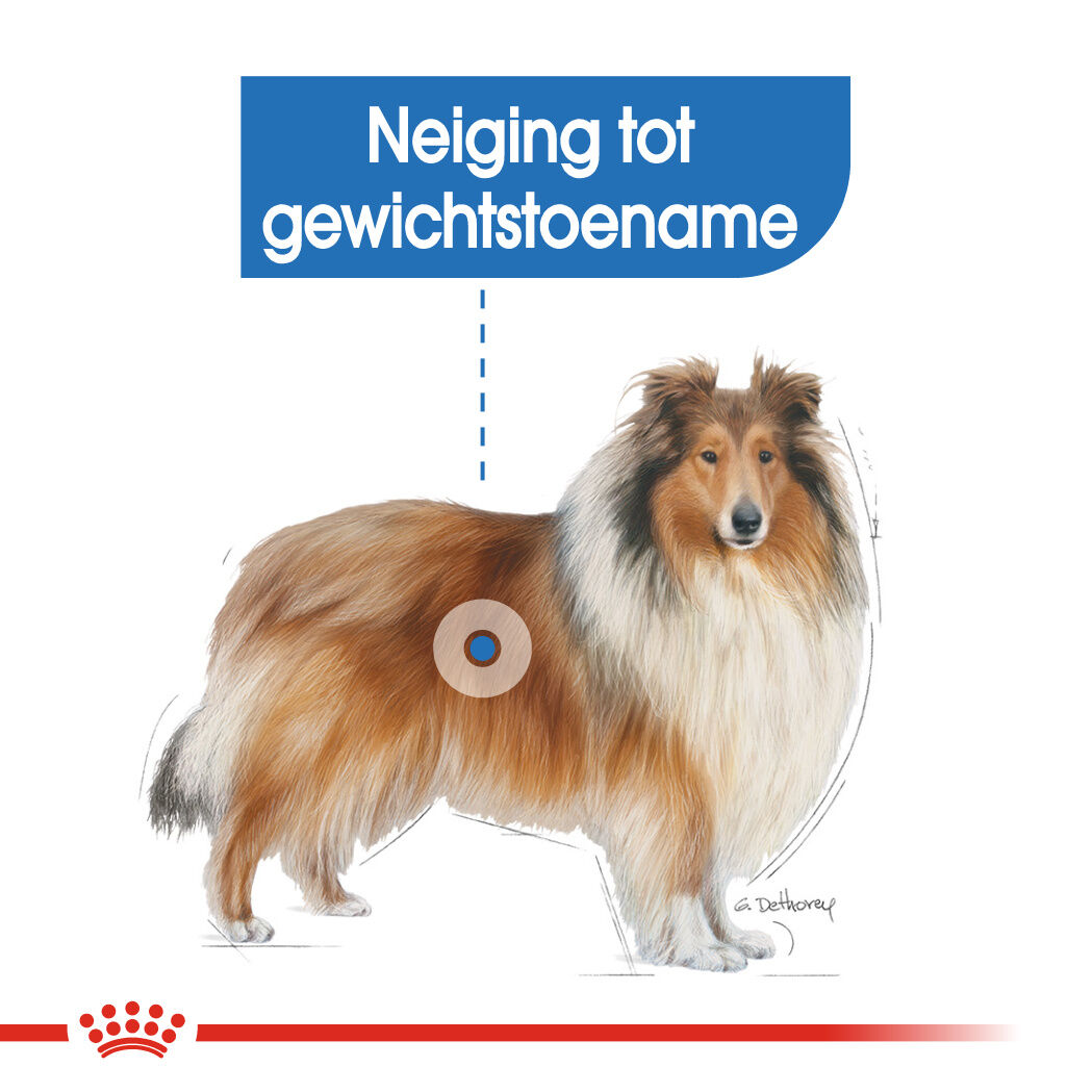 ROYAL CANIN Light Weight Maxi - Hondenvoer - 3 - gevogelte