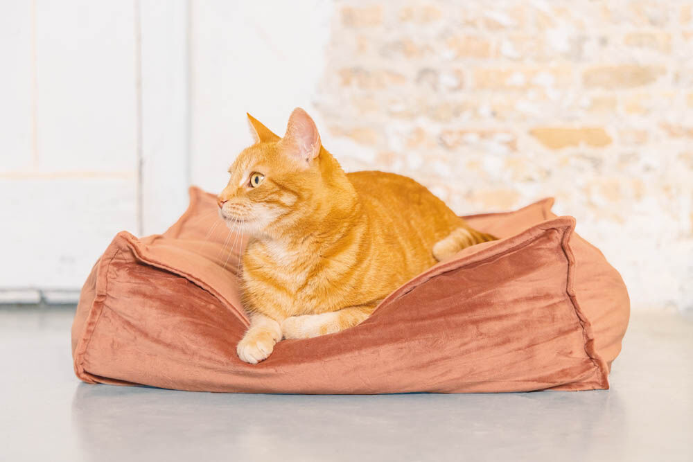 Designed by Lotte Velveti Kat - Kussen - 16.00 cm - Roze - 50.00 cm - 56.00 cm