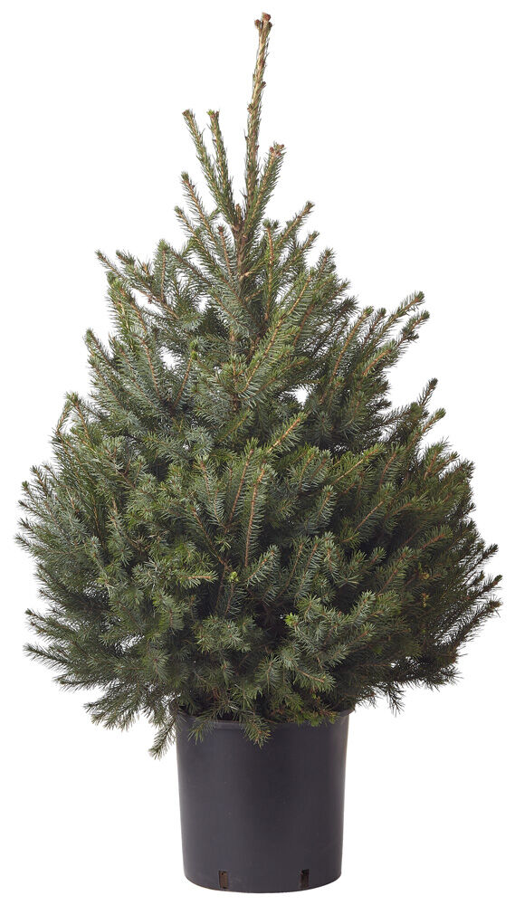 Omorika in pot - Kerstboom - 80 cm Omorika in pot - Kerstboom - 80 cm