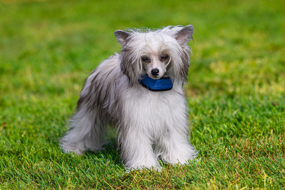 Beeztees Quick Cooler IZI - Halsbanden Hond - blauw - 22 tot 30 cm - 30 cm