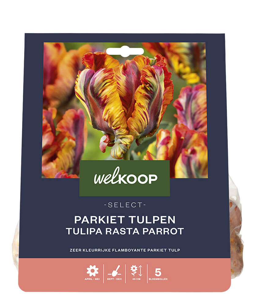 Welkoop Select Tulp Lia - Bloembollen Welkoop Select Tulp Lia - Bloembollen