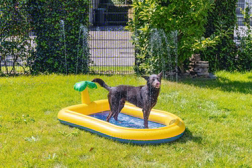 Beeztees Palmy - Hondenzwembad - Geel - 35x26.7x6 cm