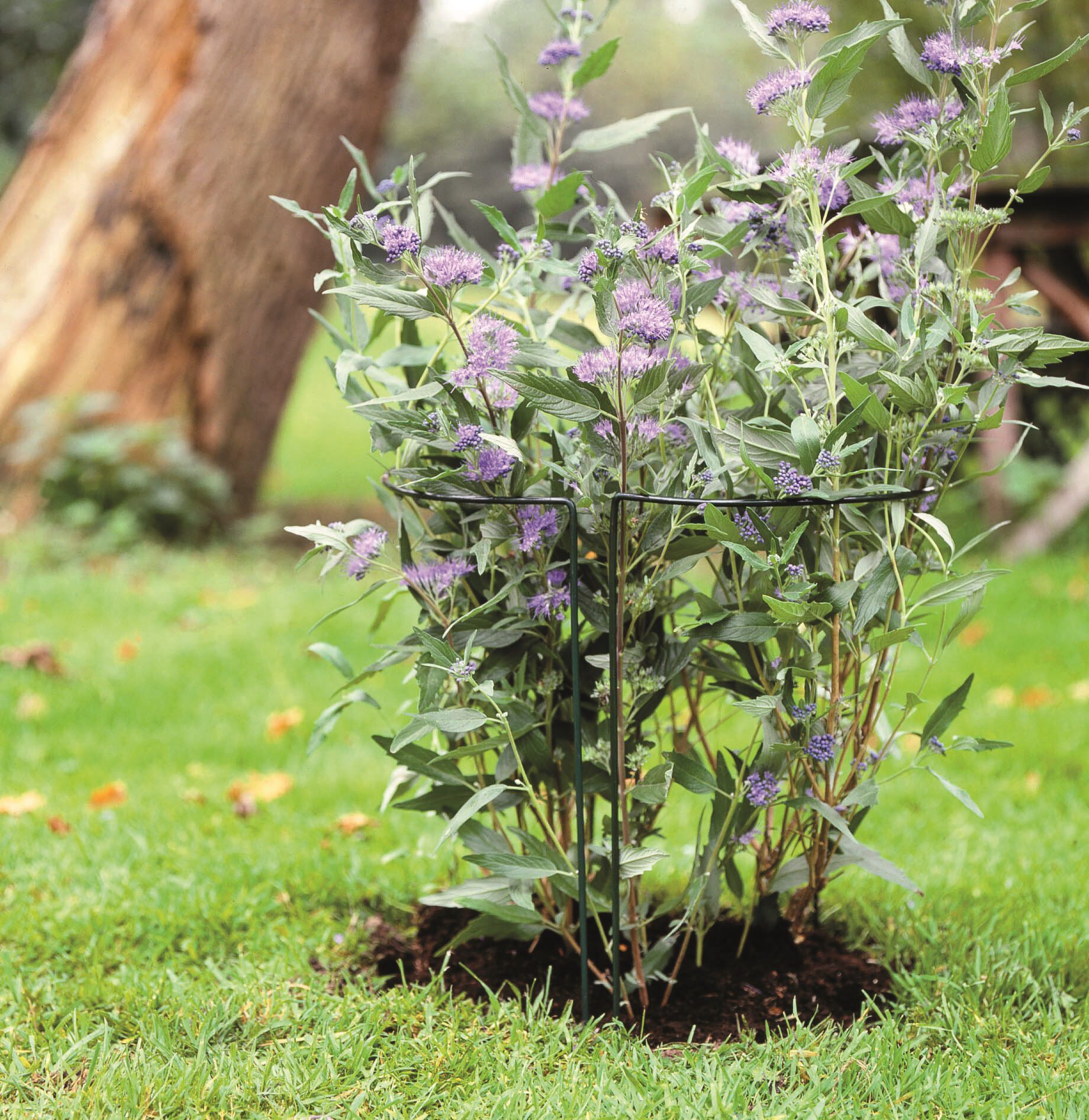 Nature Plantensteun - Klim- en Geleide Artikelen - 60.00 cm