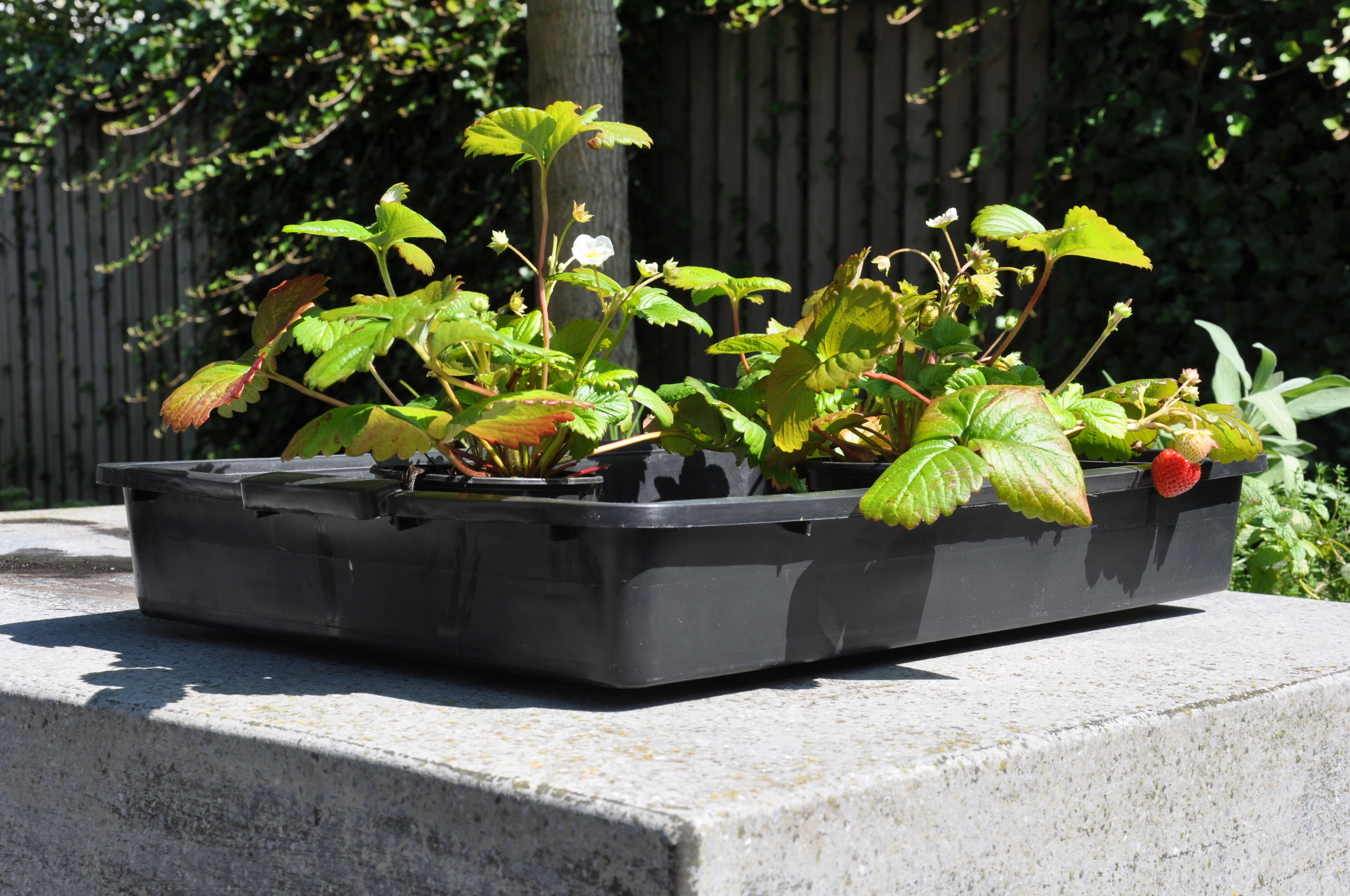 Royal Well Zaaikist 15L  - Kas accessoires - Zwart - 9x39x54 cm