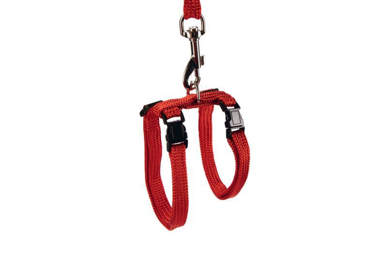 BEEZTEES - Kattentuigje - Rood - 10 mm - 100 cm