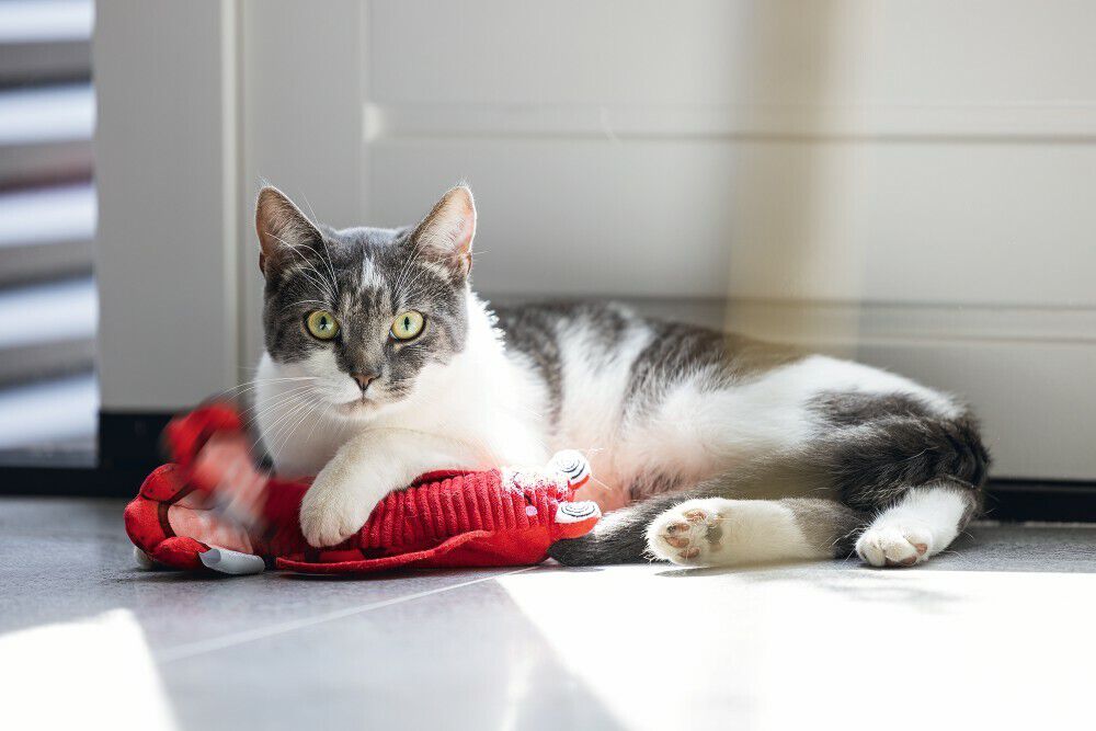 Beeztees Bewegende Kreeft - Kattenspeeltje