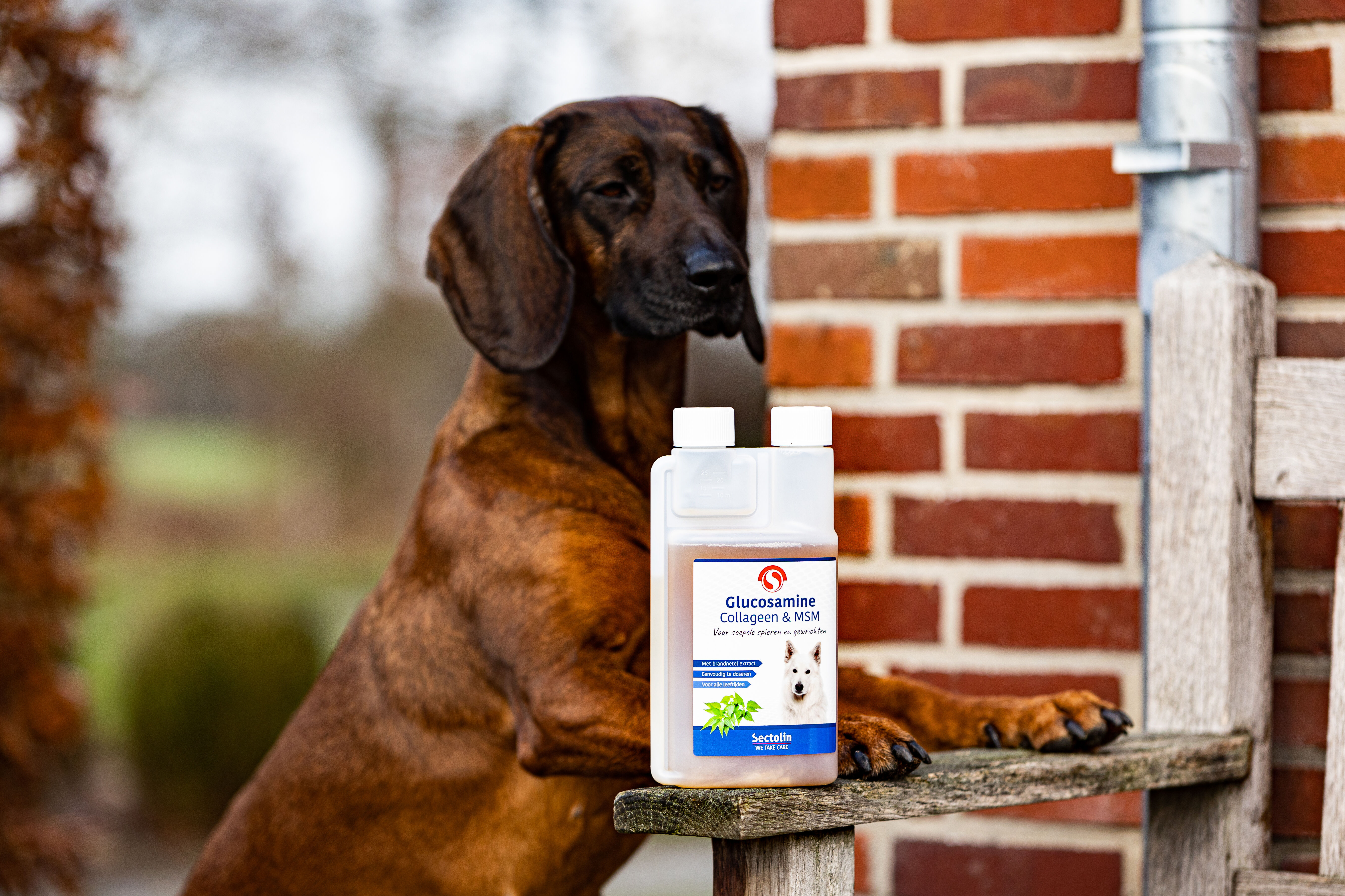 Sectolin Glucosamine Collageen & MSM - Gewrichten en spieren  Hond - 1.00 cm - 500.00 - 1.00 cm - 1.00 cm