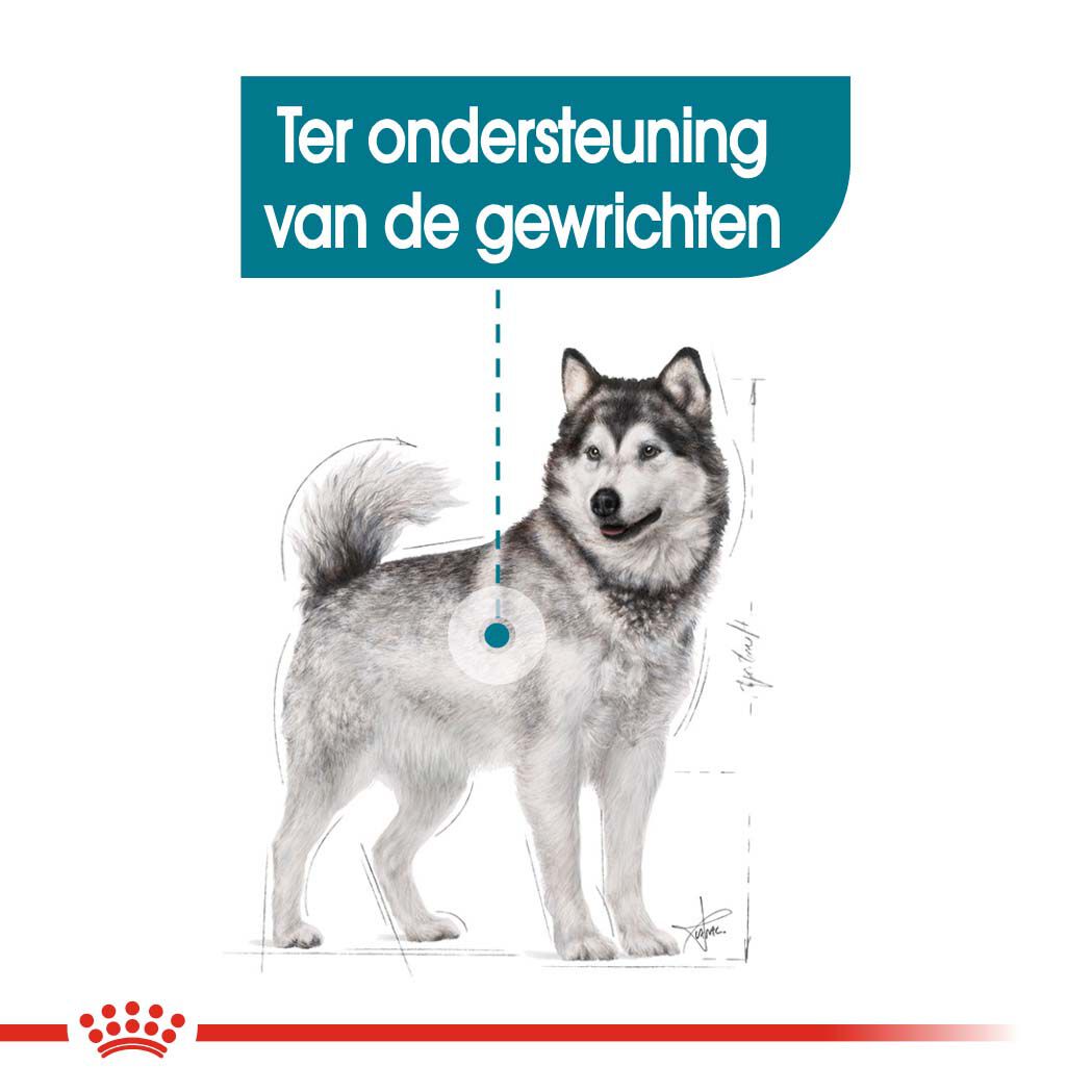 Royal Canin Joint Care Maxi - Hondenvoer - 10 - gevogelte