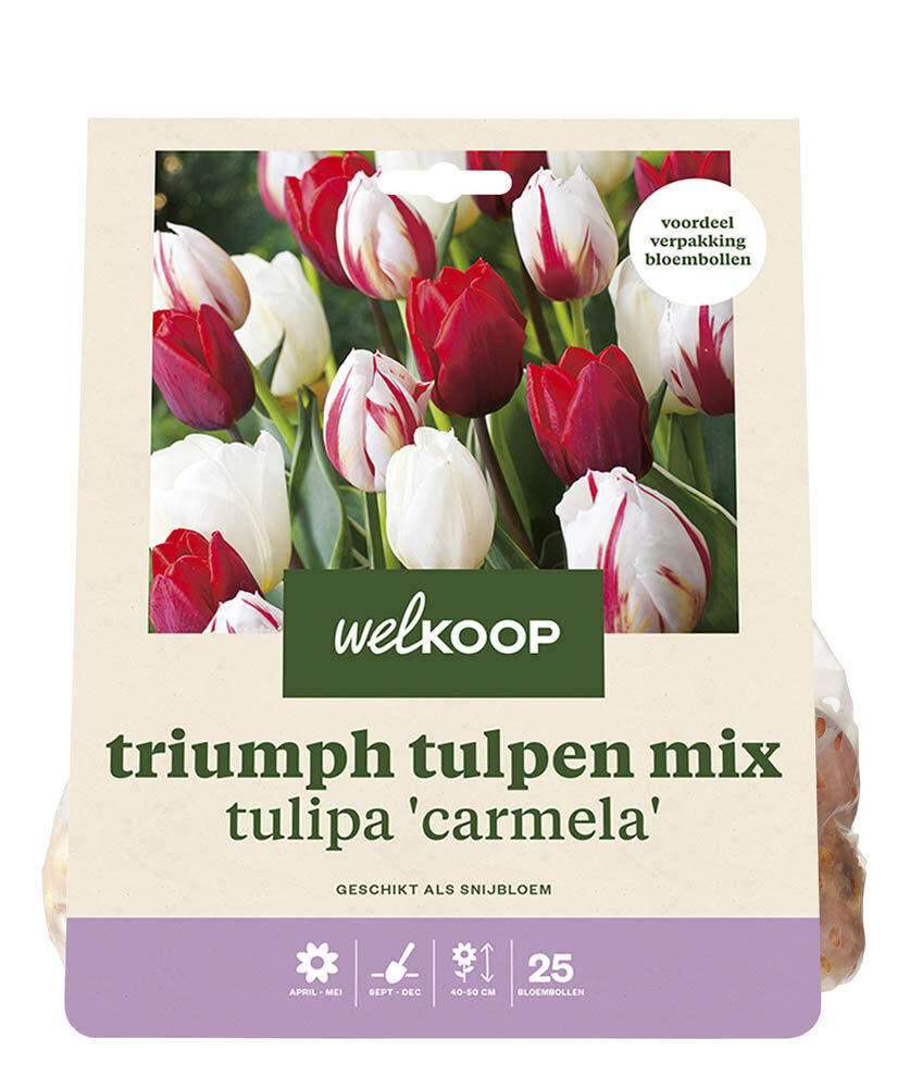 Welkoop Tulpen mix Peggy - Bloembollen Welkoop Tulpen mix Peggy - Bloembollen