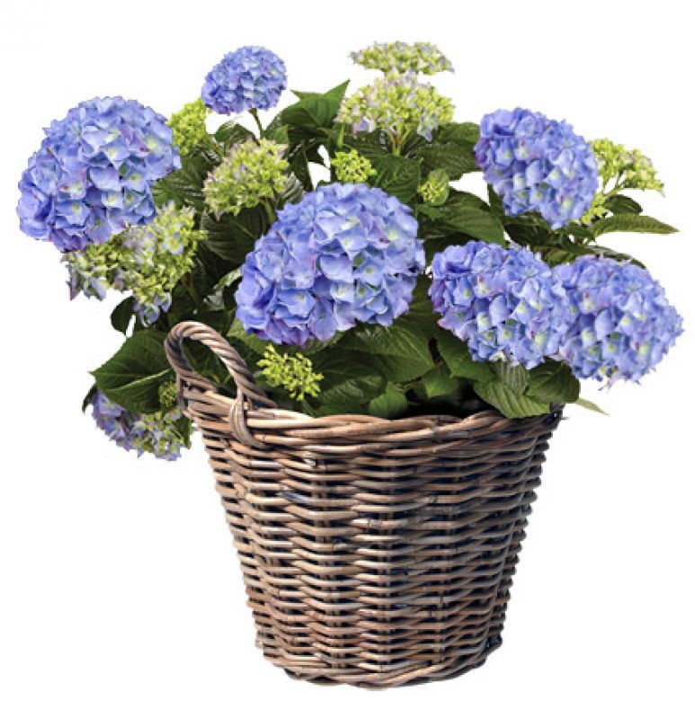 Aardappelmand Lana - 45 cm