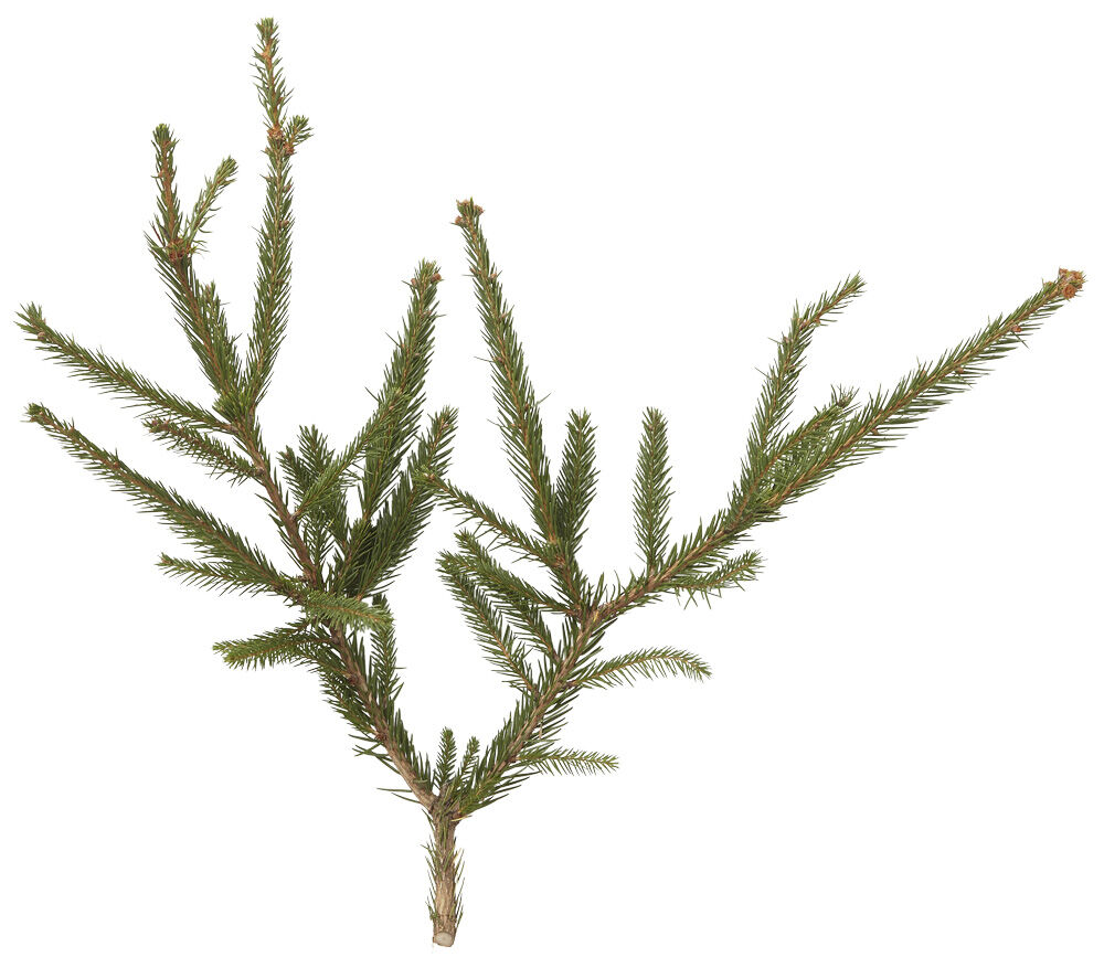 Fijnspar in pot - Kerstboom - 125 cm