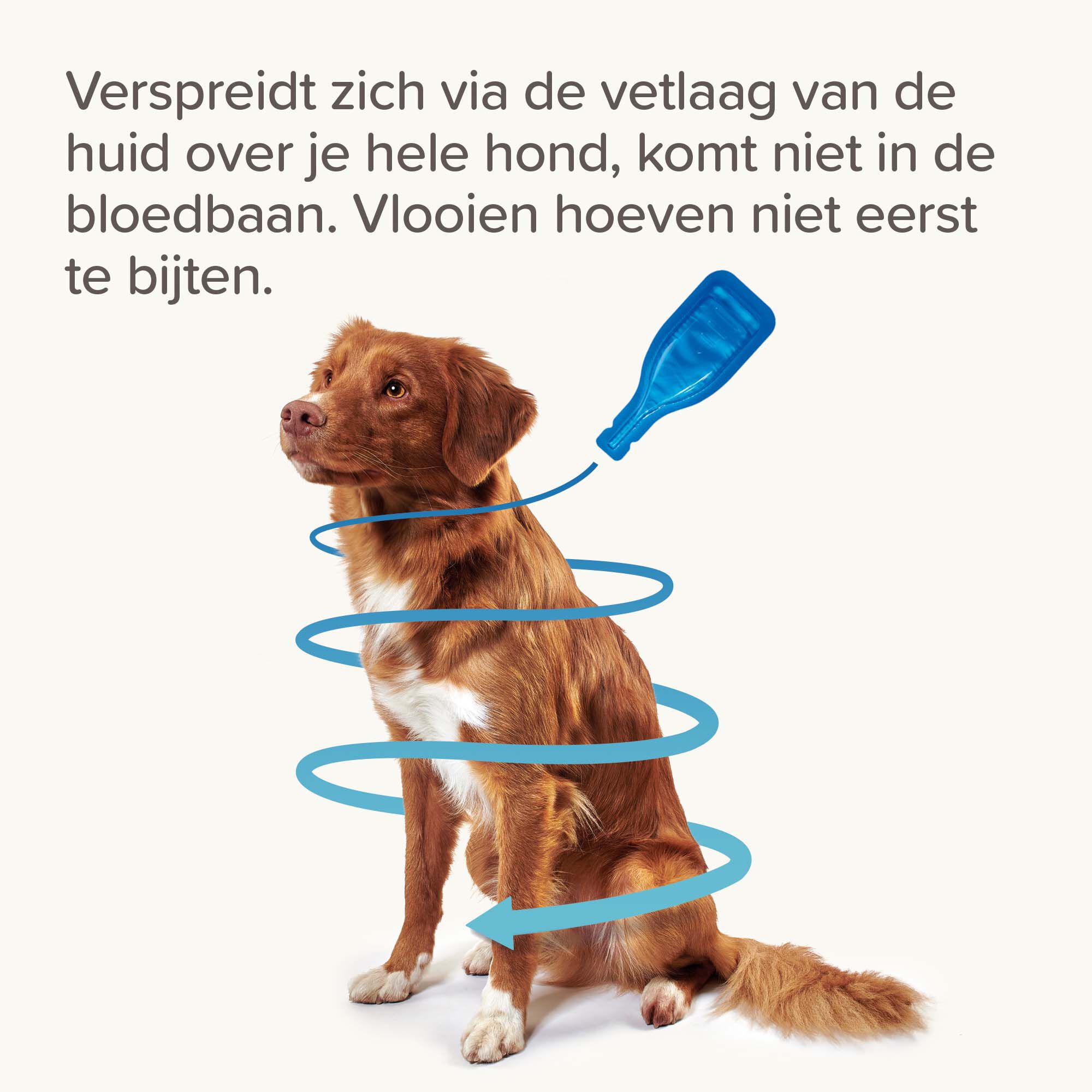 Beaphar Fiprotec Pipet - Anti Vlooien en teken - Hond - 14.50 cm - 12.20 cm - 4.50 cm