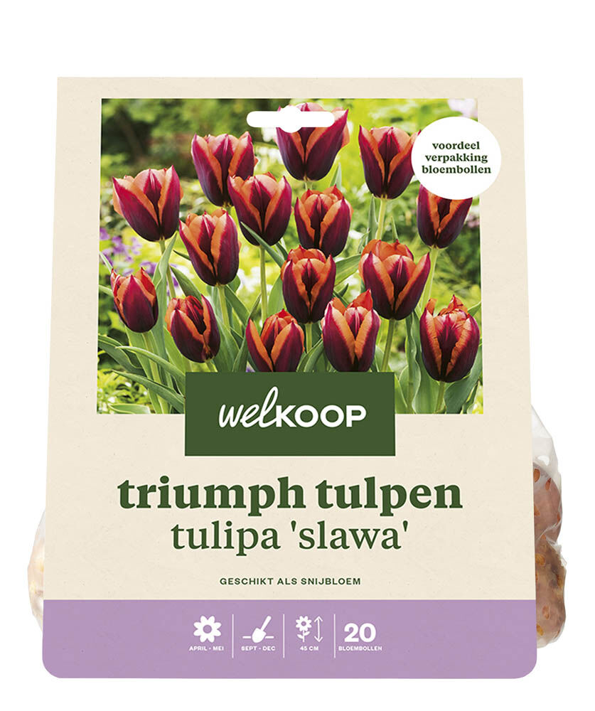 Welkoop Tulp Esther - Bloembollen Welkoop Tulp Esther - Bloembollen