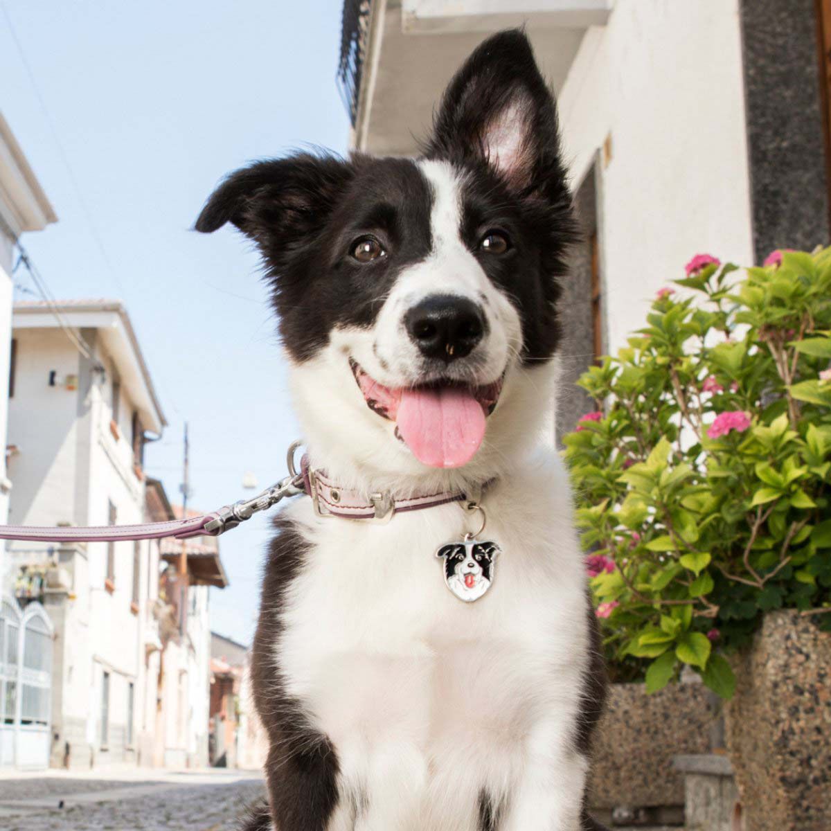 My Family Border Collie - Hondenpenning - Zwart/Wit