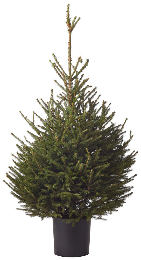 Fijnspar in pot - Kerstboom - 150 cm Fijnspar in pot - Kerstboom - 150 cm