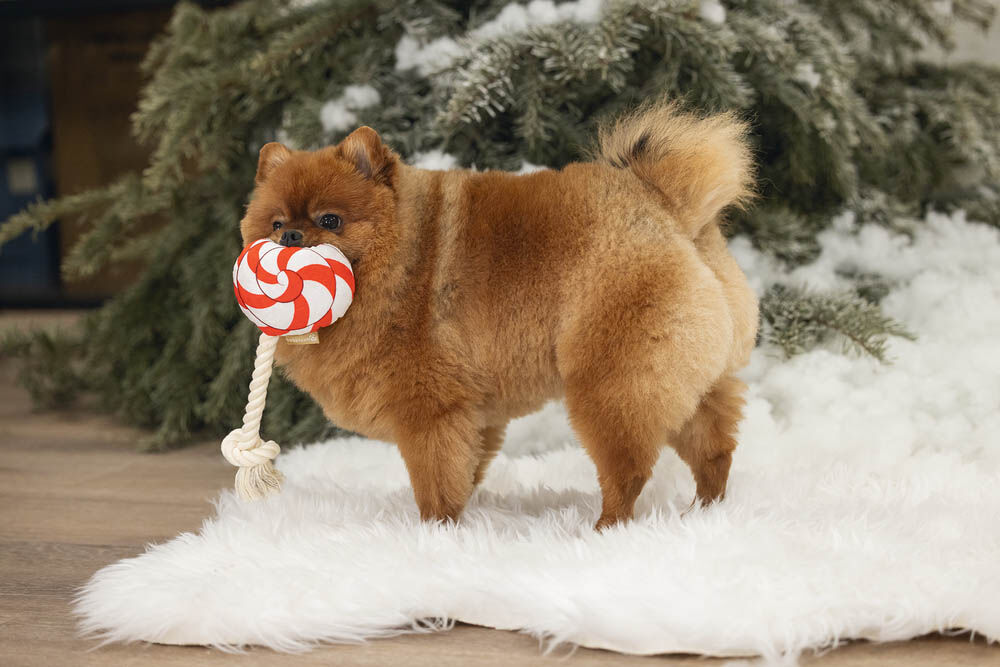 Beeztees Lolly Flostouw - Kerst Hondenspeelgoed - 37x11x5.3 cm