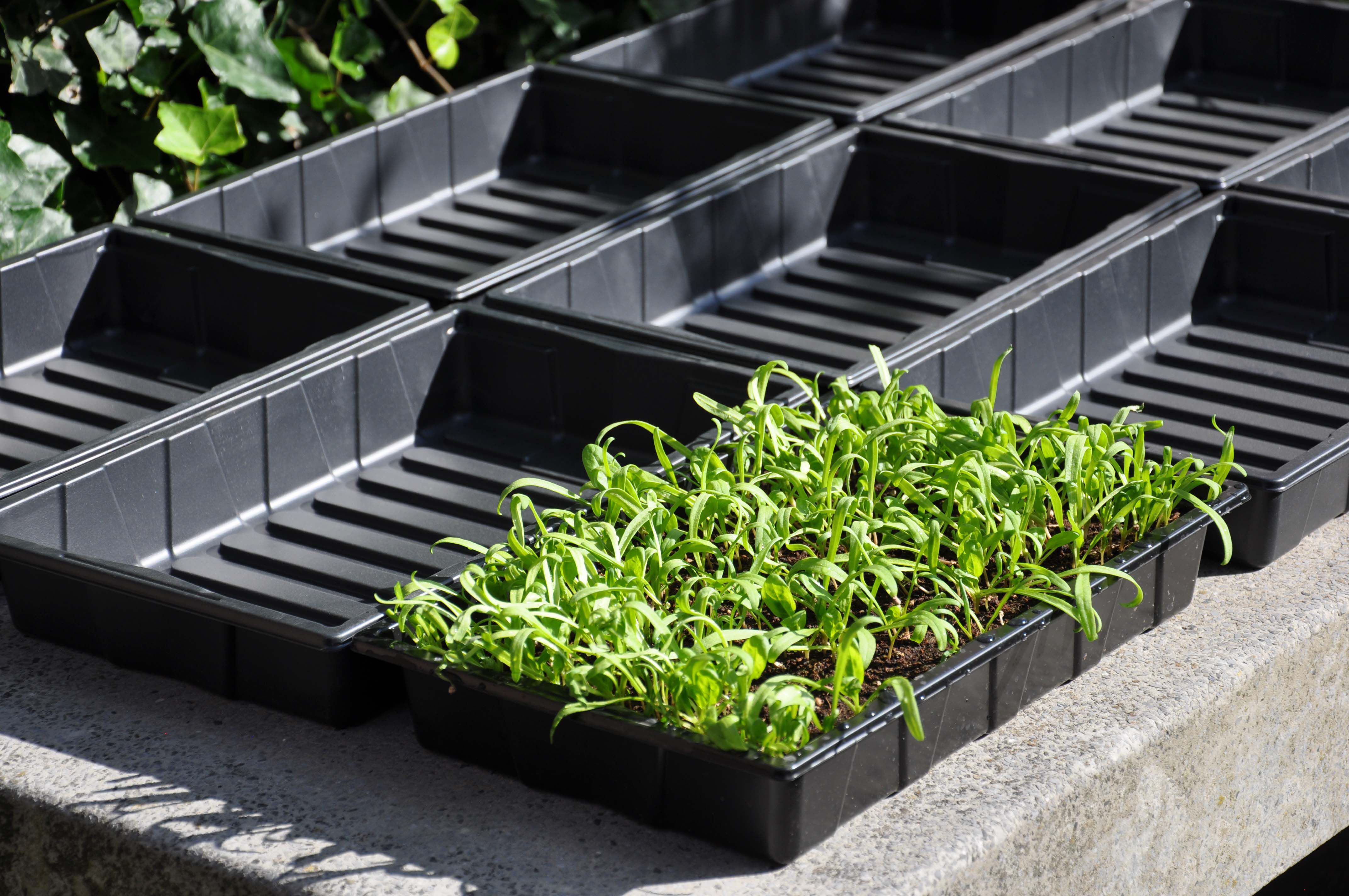 SLIM KWEKEN Zaaibak 'seed tray' 12 stuks - Kas accessoires