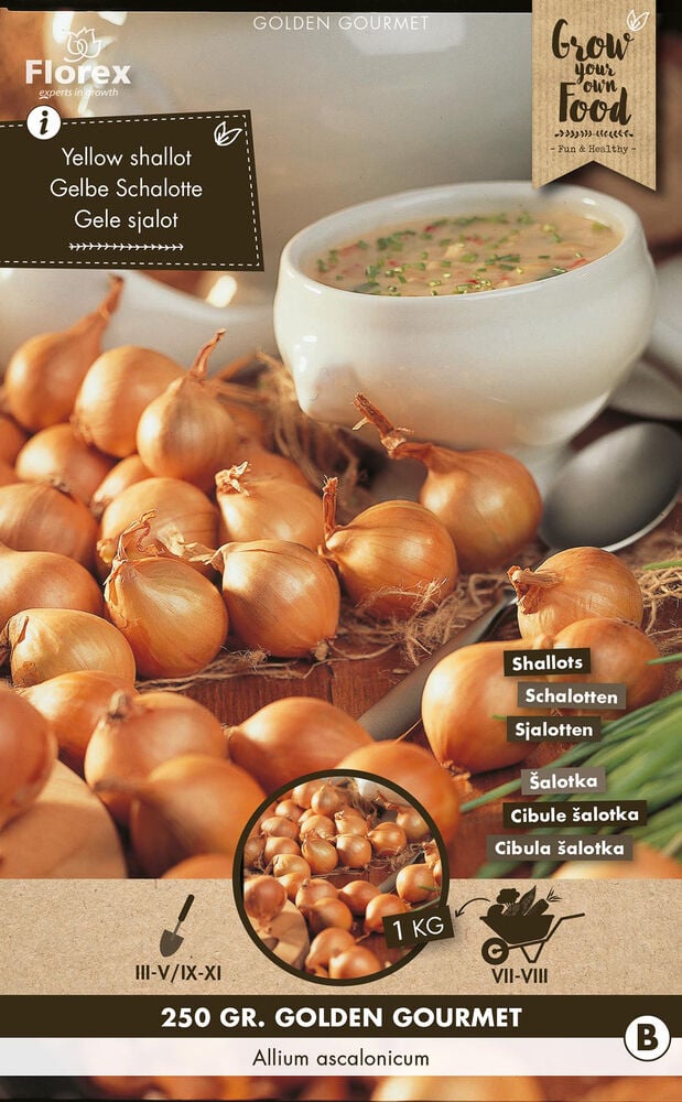 Florex Golden Gourmet Allium ascalonicum - Sjalotten Florex Golden Gourmet Allium ascalonicum - Sjalotten