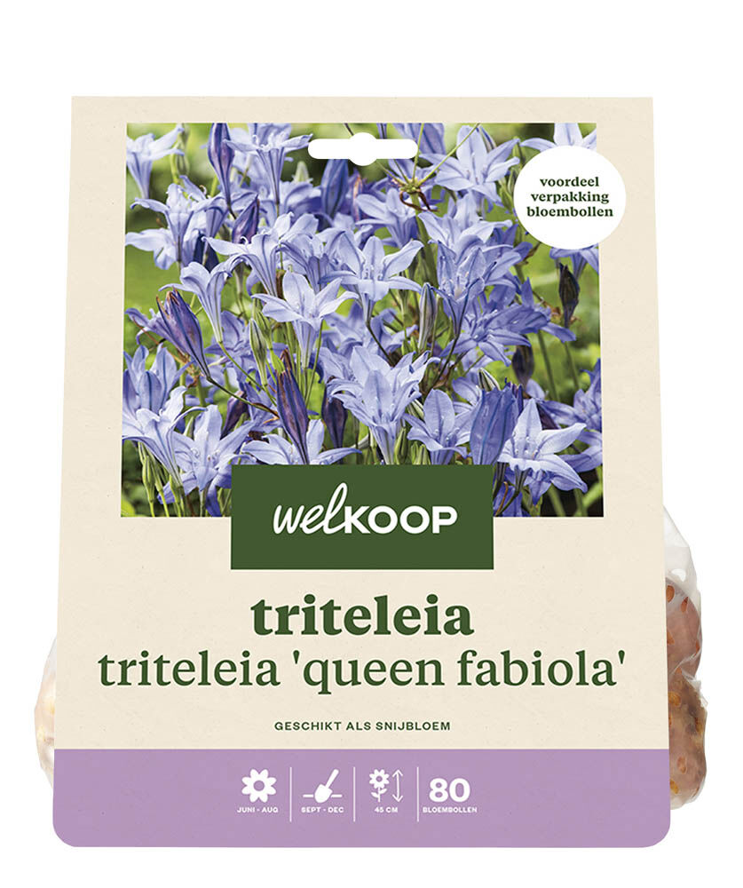 Welkoop Triteleia Nellie - Bloembollen Welkoop Triteleia Nellie - Bloembollen
