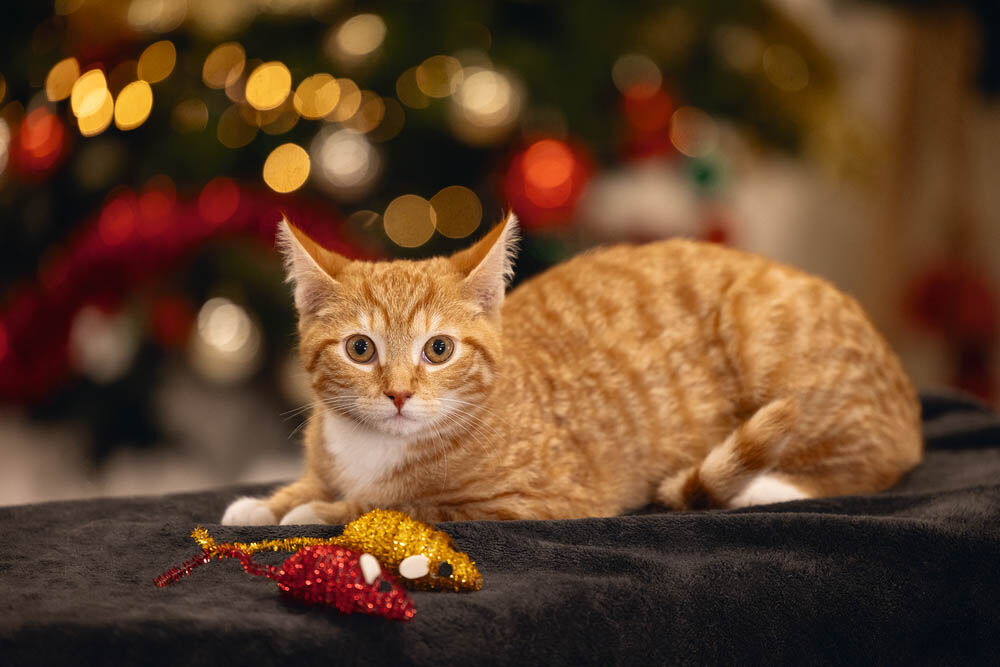 Beeztees Muizen - Kerst kattenspeeltje - 4.00 cm - Multi - 7.00 cm - 4.00 cm