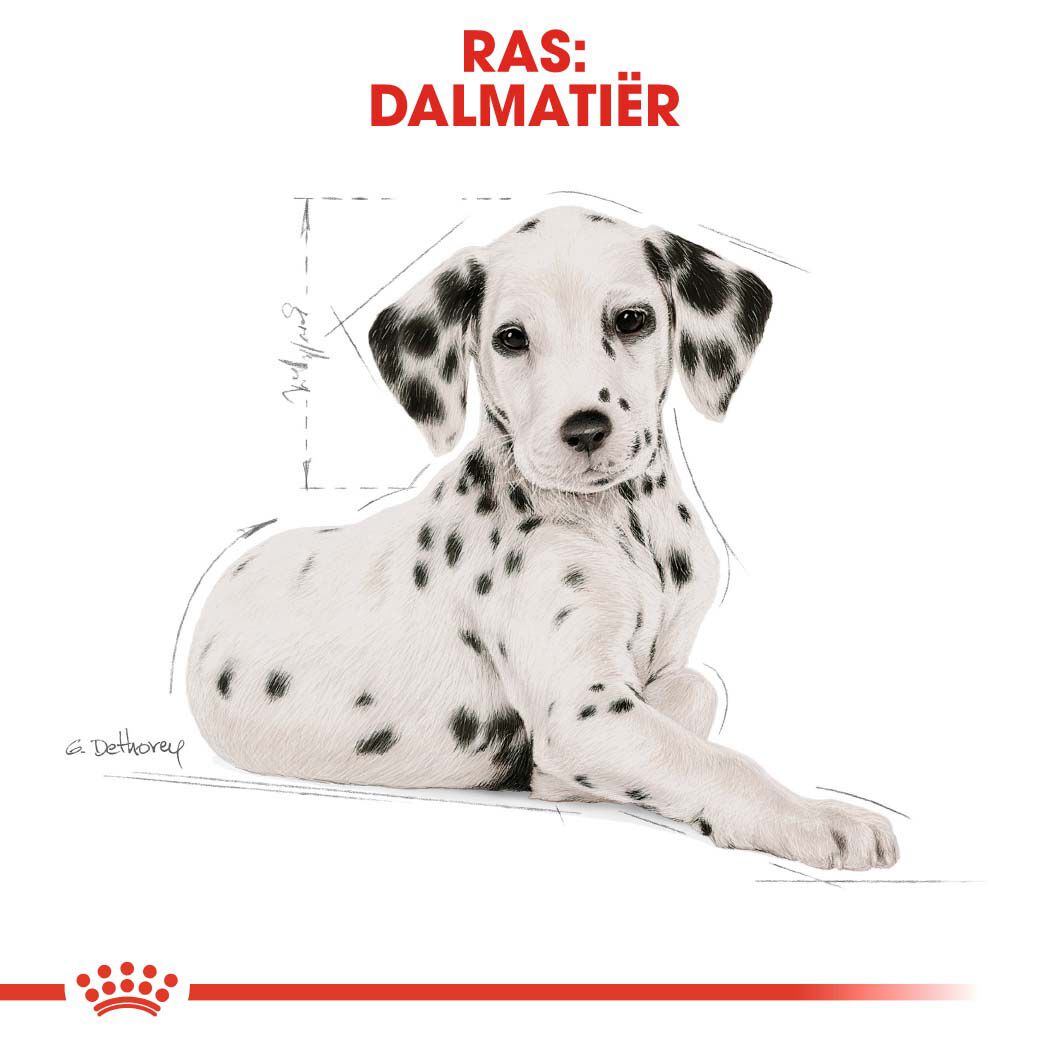 Royal Canin Dalmatian  Junior - Hondenvoer - 12 - gevogelte