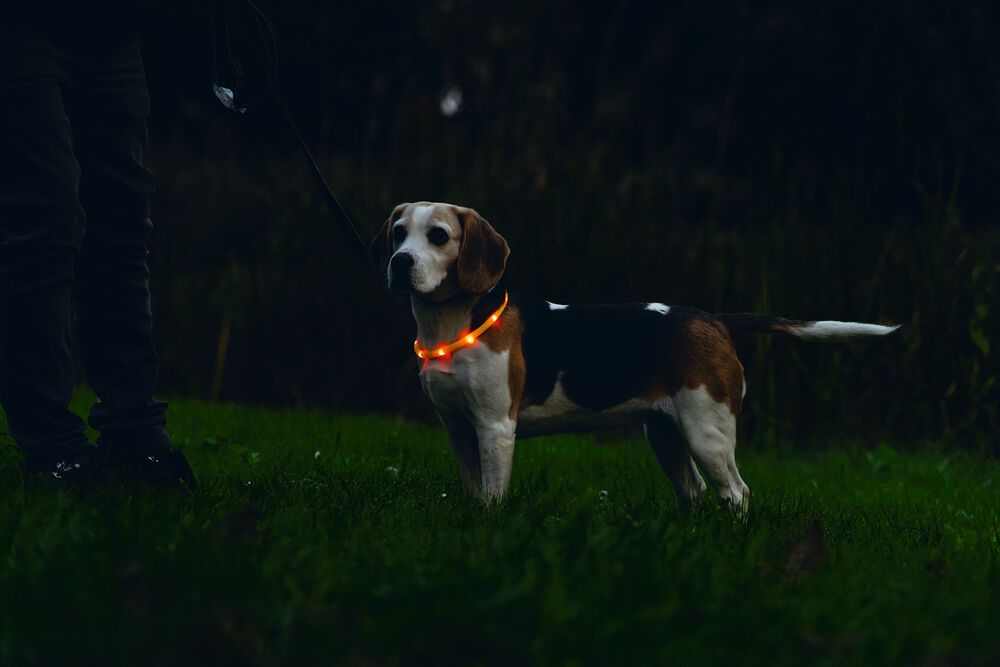Beeztees Safety Gear Glowy USB - Lichtgevende Halsband - Hond - 26.00 cm - oranje - 25 mm - 21.50 cm - 65.00 cm