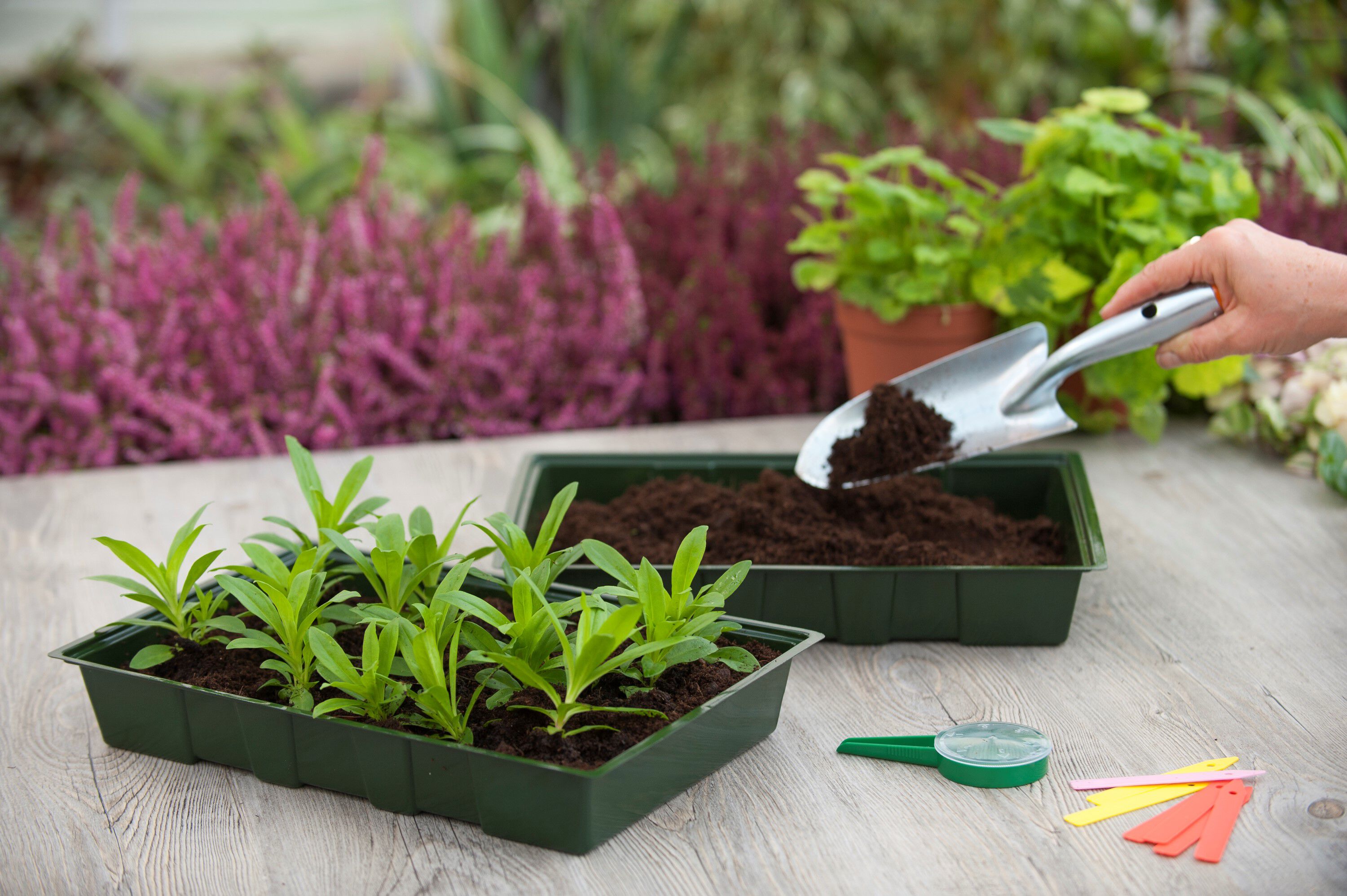 Nature Kweektrays 5 stuks - 35.00 cm - Groen - 23.70 cm - 6.50 cm