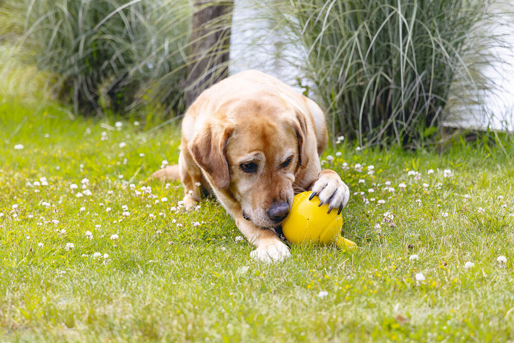 Beeztees Apporteerbal - Hondenspeelgoed - Geel - 21.5x21.5x13 cm