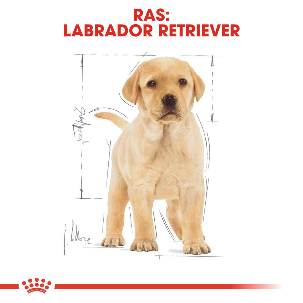 Royal Canin Labrador Retriever Puppy - Hondenvoer - 3 - gevogelte
