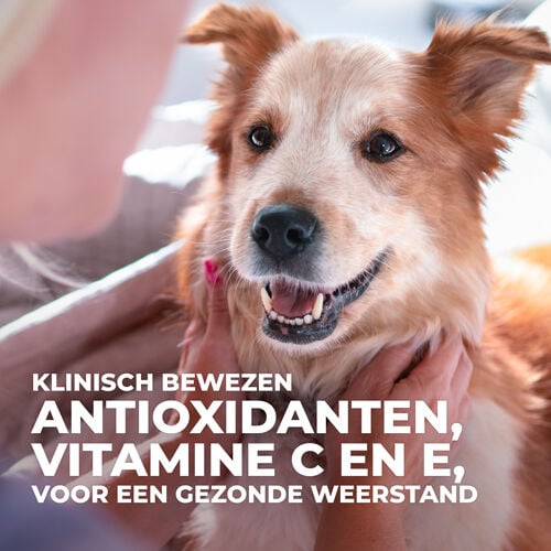 Hill's Science Plan Mature Adult Medium - Hondenvoer - 2.50 - kip